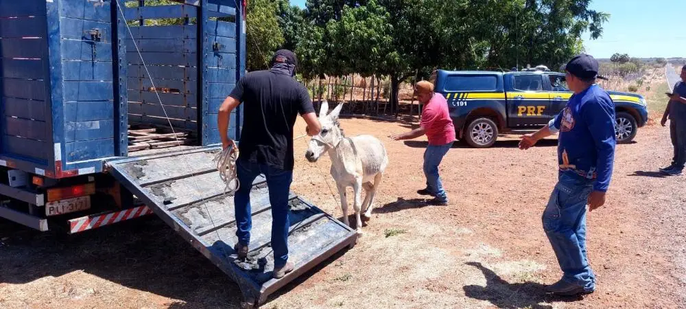Operação Porteira Fechada reforça fiscalização contra animais soltos