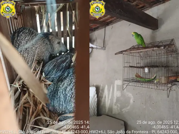 Operação resgata 48 animais silvestres mantidos ilegalmente