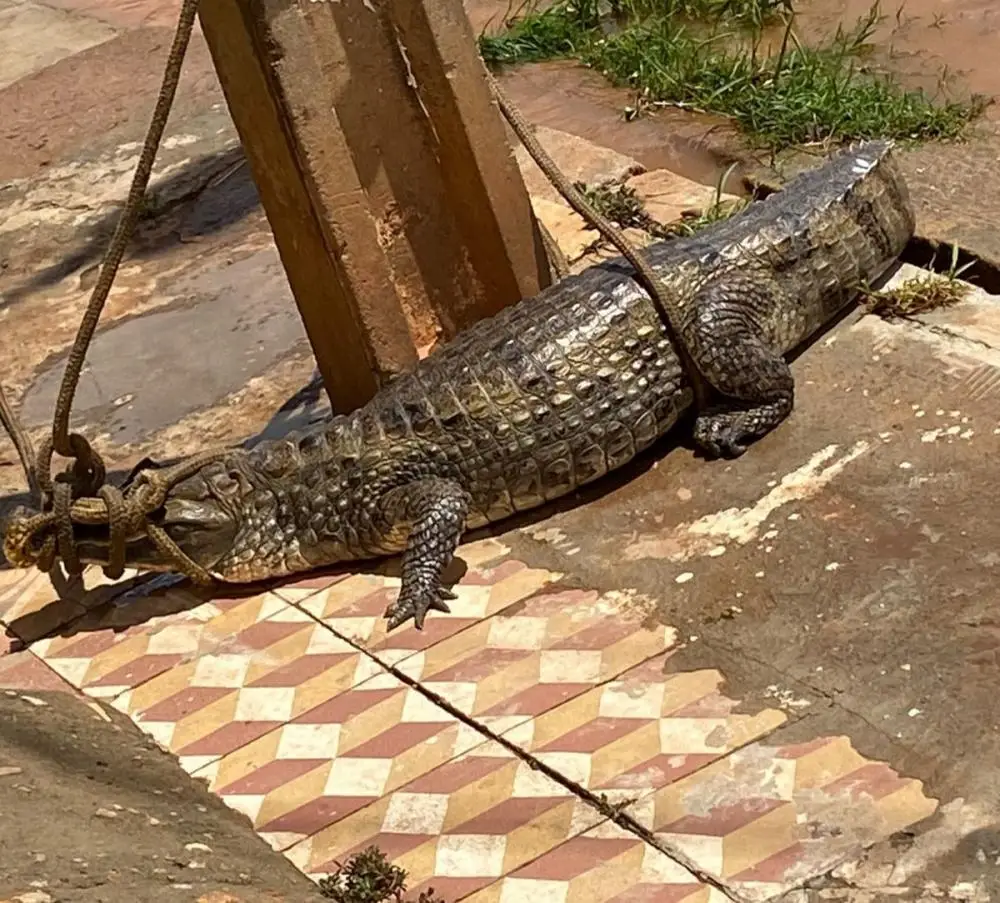 (Foto: Reprodução)