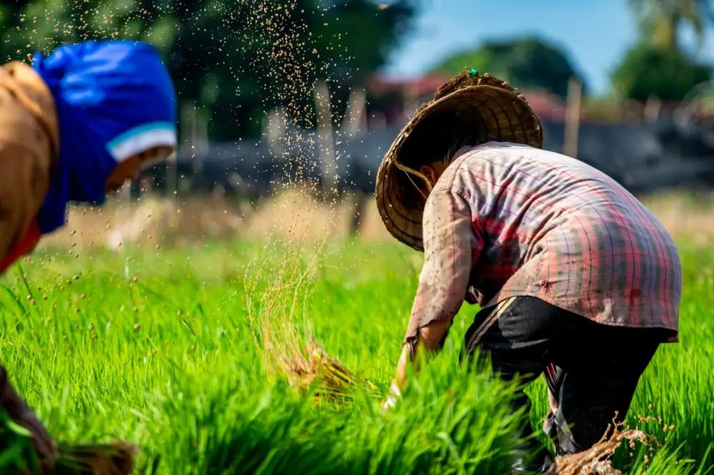 Foto: Mongkon Duangkhiew