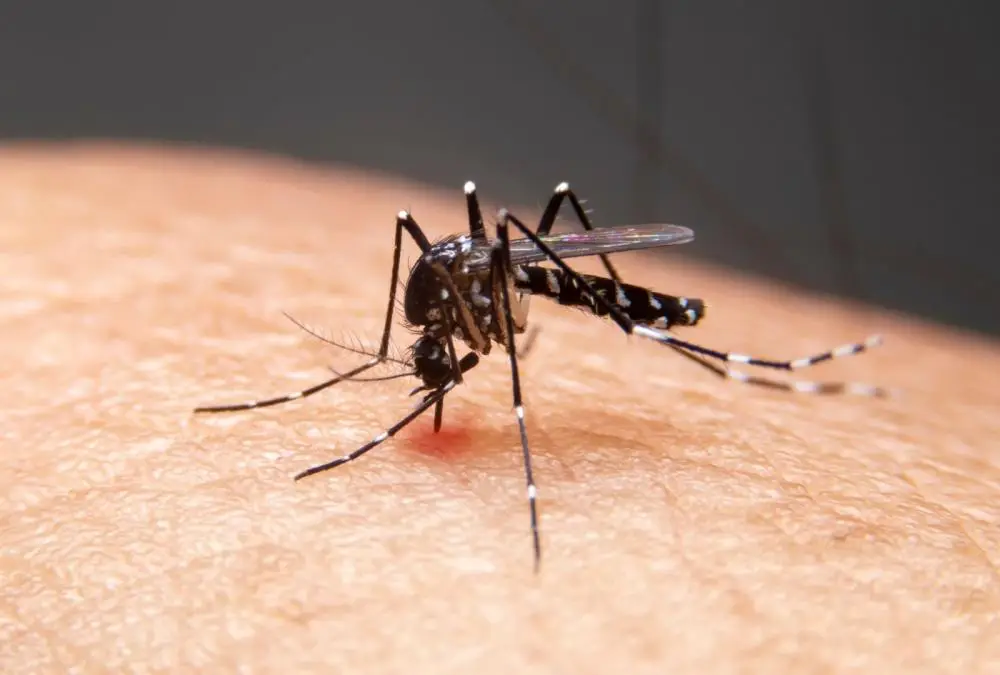 mosquito da dengue/ banco de imagens Canva