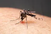 mosquito da dengue/ banco de imagens Canva (Foto: )