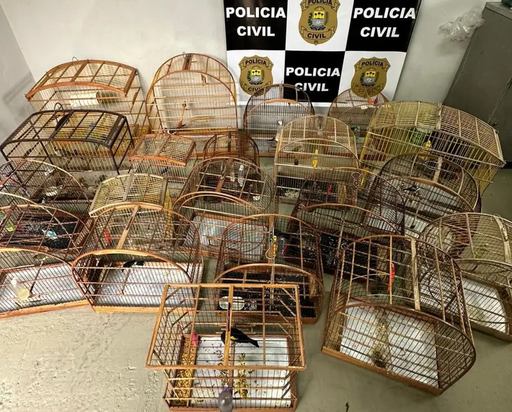 Foto: Divulgação/Polícia Civil