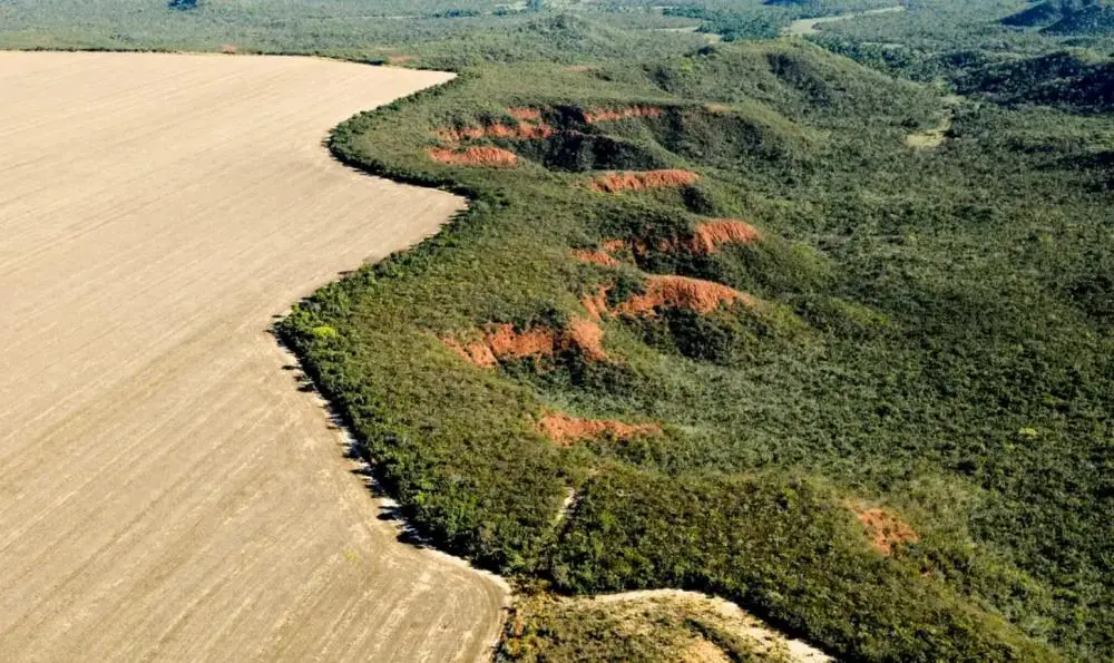 Foto: Adriano Gambarini/WWF Brasil