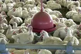 Arquivo/ Agência Brasil  (Foto: Agência Brasil )
