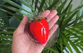 Reprodução / Instagram  (Foto: G1)