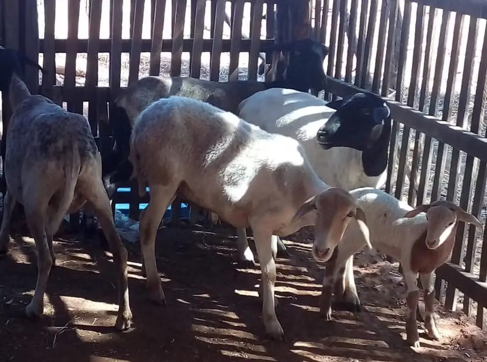 Foto: Reprodução G1P1