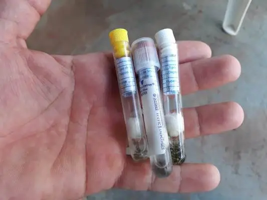 Larvas do mosquito