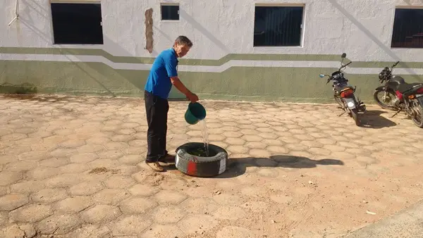 Cuidadando da árvore símbolo de Colônia do Gurgueia