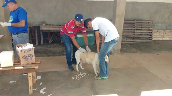 Vacinação antirrábica