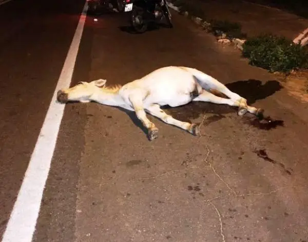 Colisão deixa animal morto na BR 343 (Foto: Portal do Catita)