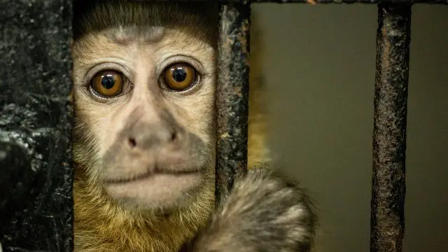 Macaco resgastado em zona urbana (Foto: Brenno Carvalho / Agência O Globo)