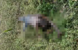 Foto: Divulgação (Foto: Canal 121)