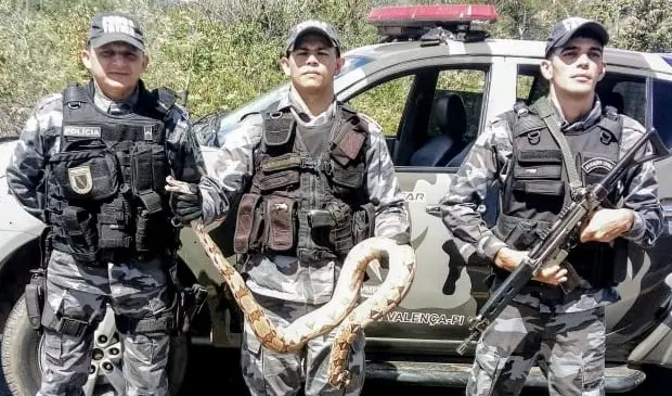 Foto:Divulgação - Policiais já com a cobra capturada.