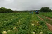 Colheita de melancia em Colônia do Gurguéia-PI (Foto: Produtor Clécio)
