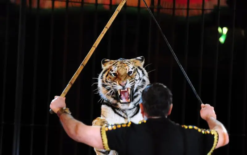 Treinador de tigre do circo italiano Maximus se apresenta em Budapeste — Foto: Attila Kisbenedek/AFP