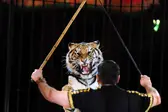 Treinador de tigre do circo italiano Maximus se apresenta em Budapeste — Foto: Attila Kisbenedek/AFP (Foto: G1)