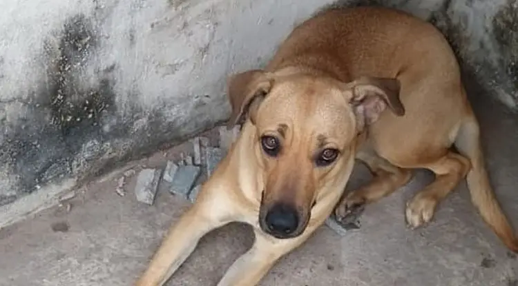Foto: Divulgação APIPA