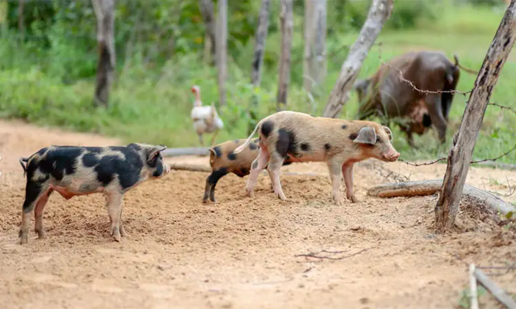 Cerca de 300 produtores serão indenizados após mortes de animais