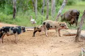 Cerca de 300 produtores serão indenizados após mortes de animais (Foto: )