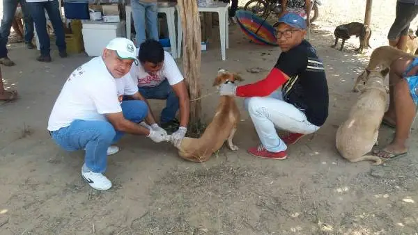 Colhedo material do cão
