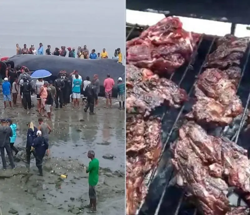 Baleia que morreu tinha 39 toneladas e moradores da região pegaram carne para fazer churrasco — (Foto: Arte/ G1)