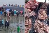 Baleia que morreu tinha 39 toneladas e moradores da região pegaram carne para fazer churrasco — (Foto: Arte/ G1) (Foto: G1)