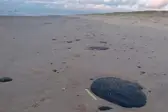 Manchas de óleo na Praia de Pirambu, no litoral de Sergipe, foram encontradas nesta terça-feira (24) — Foto: Reprodução/TV Sergipe (Foto: G1)