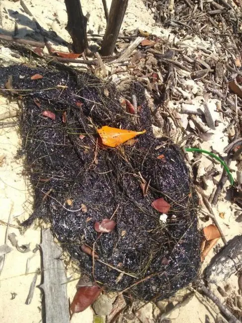 Mancha de óleo foi achada em Cajueiro da Praia, litoral do Piauí. — Foto: Divulgação/Instituto Tartarugas do Delta