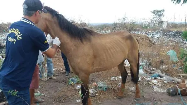 Sacriicação de equinos 