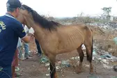 Sacriicação de equinos  (Foto: Ascom)