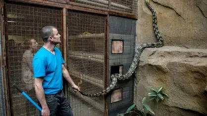 Pítons, como a da foto, são uma família de cobras não venenosas encontrada na África, Ásia e Austrália, e inclui algumas das maiores do mundo - AFP/Arquivos