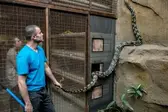 Pítons, como a da foto, são uma família de cobras não venenosas encontrada na África, Ásia e Austrália, e inclui algumas das maiores do mundo - AFP/Arquivos (Foto: Isto é)