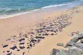 Manchas de óleo chegam à praia da Pituba, em Salvador — Foto: Alan Oliveira/G1 BA (Foto: G1)