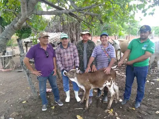 Vacinação contra brucelose