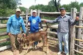 Vacinação contra brucelose (Foto: Ascom)