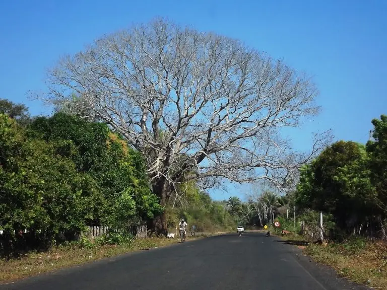Trecho da BR 222 (Foto: reprodução/Diário do Longá)