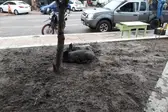 Animais na praça de José de Freitas (Foto:  F Mendes e Ítalo miguel)