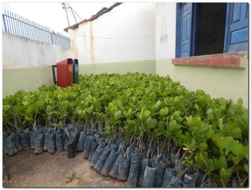 Distribuição de sementes