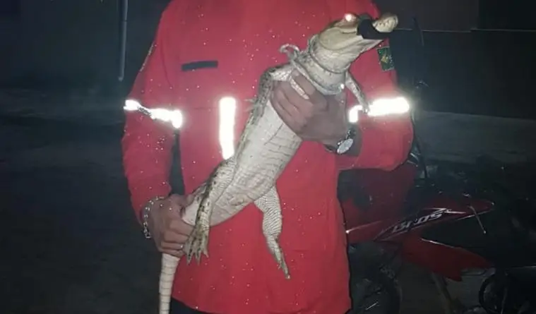 Foto: Reprodução/Piripiri Repórter