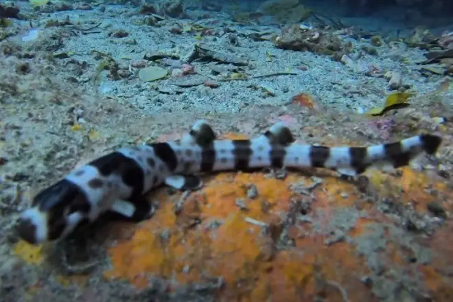 Foto: Reprodução/YouTube/Conservation International
