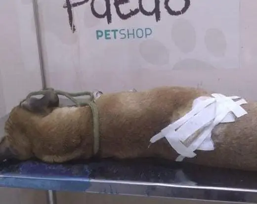 Foto: Reprodução/PM-PI