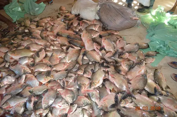 Distribuição de peixe em Colônia do Gurgueia-PI