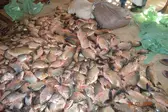Distribuição de peixe em Colônia do Gurgueia-PI (Foto: Ascom)