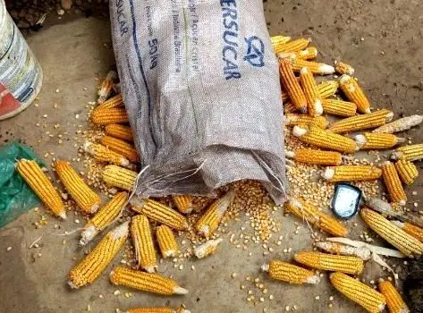 Foto: Somos Notícia