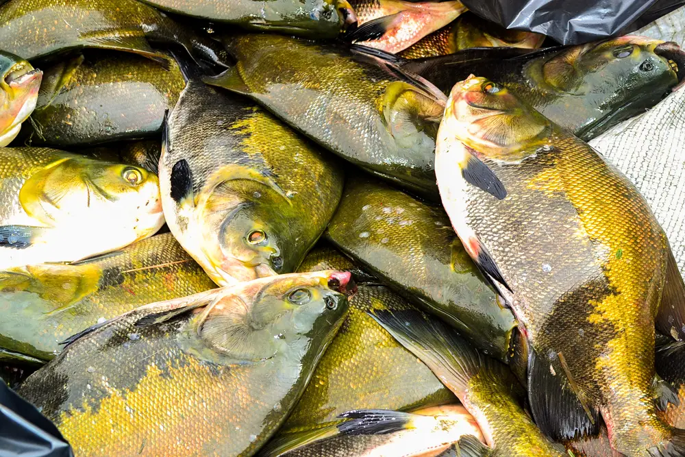 Pescados