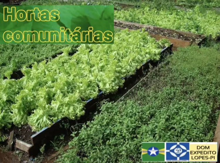 Projeto Hortas Comunitárias