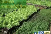 Projeto Hortas Comunitárias (Foto: ASCOM)