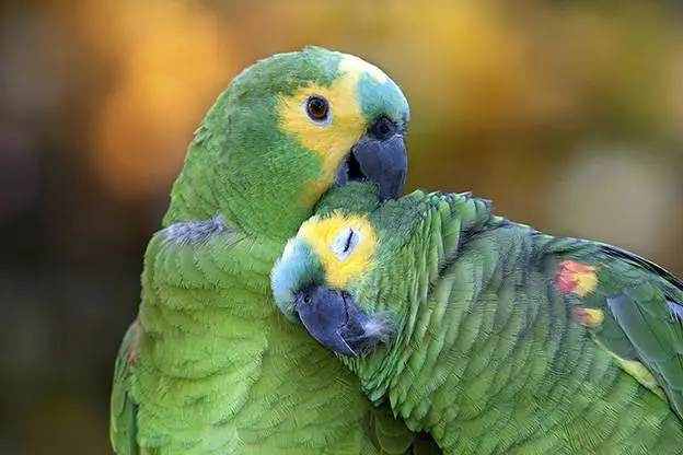 Papagaio é um exemplo de animal silvestre; animal não pode ser retirado da natureza