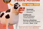Vacinação contra Febre Aftosa (Foto: )